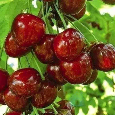 Черешня БУРЛАТ в Улан-Удэ