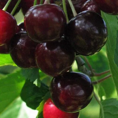 Черешня ВАЛЕРИЙ ЧКАЛОВ в Улан-Удэ