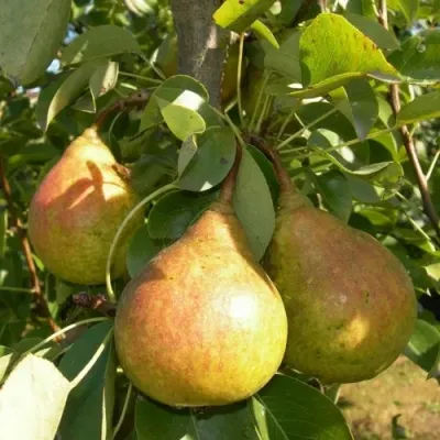 Груша ЛАДА в Улан-Удэ