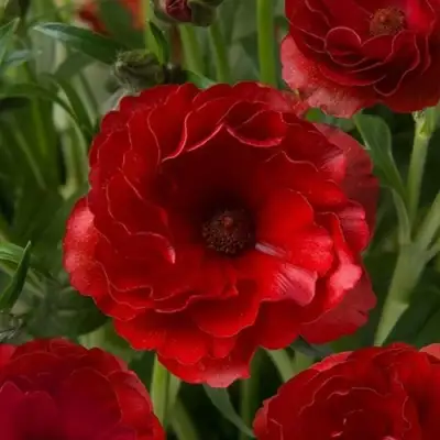 Ранункулюс АИД баттерфляй в Улан-Удэ