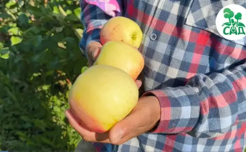 Превью видео