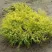 Кипарисовик ГОЛДЕН МОП горохоплодный в Улан-Удэ