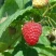 Малина КВЕЛЛИ в Улан-Удэ
