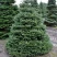 Пихта корейская  в Улан-Удэ