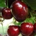 Черешня ЛАПИНС в Улан-Удэ