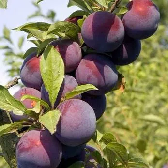 Поздняя  Поздняя в Улан-Удэ