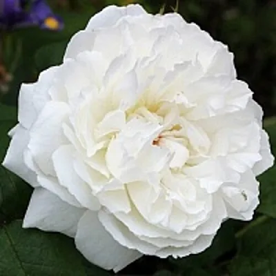 Саженцы роз ВИНЧЕСТЕР КАФЕДРАЛ английская  Саженцы роз ВИНЧЕСТЕР КАФЕДРАЛ английская в Улан-Удэ