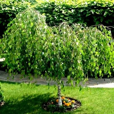 Береза в Улан-Удэ