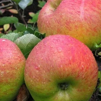 Яблоня ЯБЛОЧНЫЙ СПАС  Яблоня ЯБЛОЧНЫЙ СПАС в Улан-Удэ