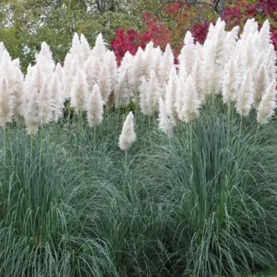 Кортадерия белая (пампасная трава) в Улан-Удэ
