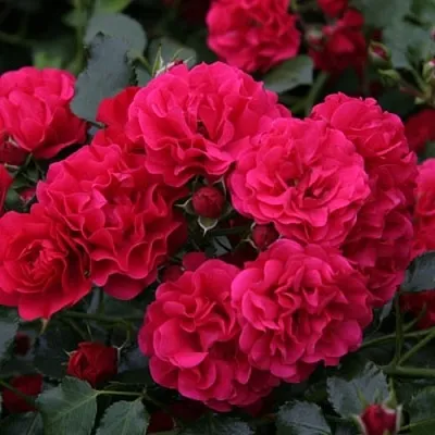 Саженцы роз РАДОСТЬ САДОВНИКА (ГАРТЕН ФРОЙДЕ) почвопокровная  Саженцы роз РАДОСТЬ САДОВНИКА (ГАРТЕН ФРОЙДЕ) почвопокровная в Улан-Удэ