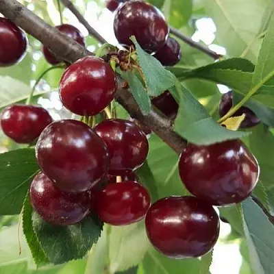 Дюк СЛАВЯНКА  Дюк СЛАВЯНКА в Улан-Удэ