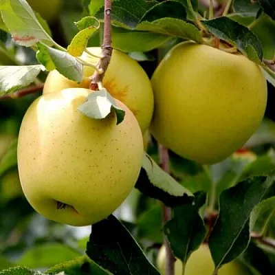 Яблоня ГОЛДЕН ВЛАДИМИРСКИЙ  Яблоня ГОЛДЕН ВЛАДИМИРСКИЙ в Улан-Удэ