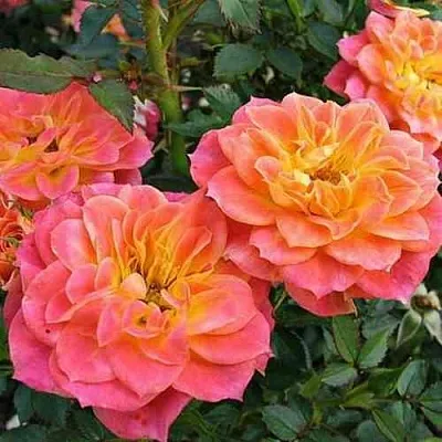 Саженцы роз МАНДАРИН миниатюрная  Саженцы роз МАНДАРИН миниатюрная в Улан-Удэ