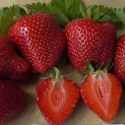 Клубника САНДРА  Клубника САНДРА в Улан-Удэ