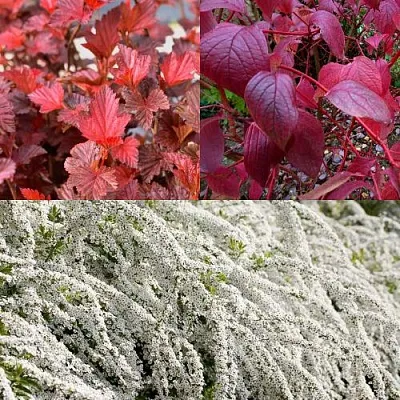 Комплект ЖИВАЯ ИЗГОРОДЬ в Улан-Удэ