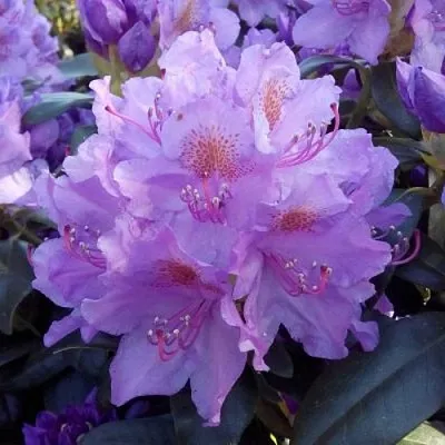 Рододендрон  Рододендрон в Улан-Удэ