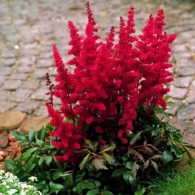 Астильба ГЛАТ Арендса — описание сорта Астильба ГЛАТ Арендса в Улан-Удэ