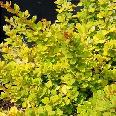 Барбарис СЕНСЕЙШЕН тунберга  Барбарис СЕНСЕЙШЕН тунберга в Улан-Удэ