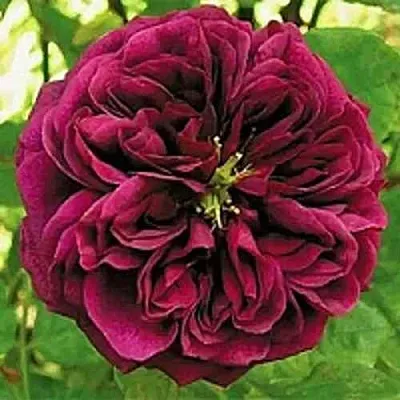 Саженцы роз ЗЕ ПРИНЦ английская  Саженцы роз ЗЕ ПРИНЦ английская в Улан-Удэ