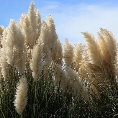 Кортадерия белая (пампасная трава) в Улан-Удэ