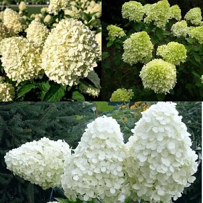 Комплект НЕЖНЫЙ КАПУЧИНО в Улан-Удэ