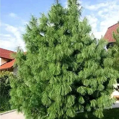 Сосна гриффита  Сосна гриффита в Улан-Удэ