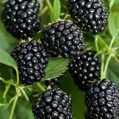 Ежевика АГАВАМ  Ежевика АГАВАМ в Улан-Удэ