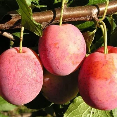 Слива ВИКТОРИЯ  Слива ВИКТОРИЯ в Улан-Удэ