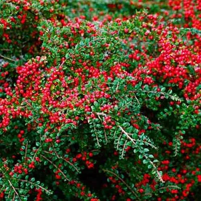 Кизильник горизонтальный  Кизильник горизонтальный в Улан-Удэ