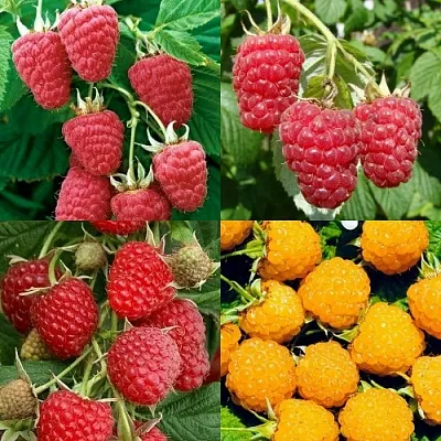 Комплект МАЛИНОВОЕ АССОРТИ в Улан-Удэ