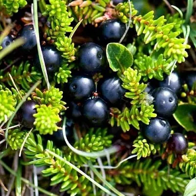 Водяника  Водяника в Улан-Удэ