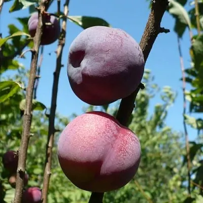 Плумкот ВЕЙ ВОНГ  Плумкот ВЕЙ ВОНГ в Улан-Удэ