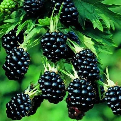 Ежевика КИТАНИНИ бесшипная  Ежевика КИТАНИНИ бесшипная в Улан-Удэ