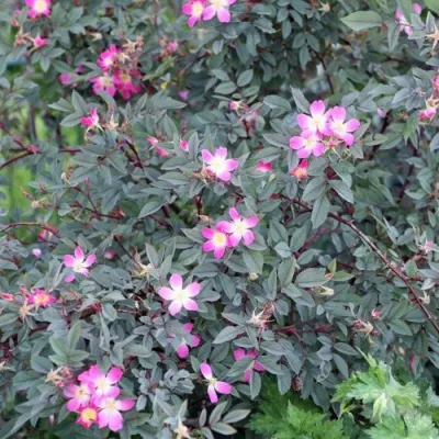 Саженцы роз сизая — описание сорта Саженцы роз сизая в Улан-Удэ