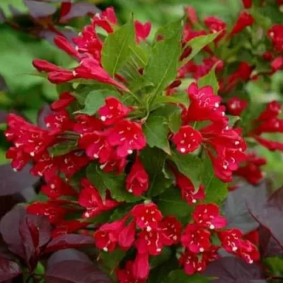 Вейгела РЕД ПРИНЦ  Вейгела РЕД ПРИНЦ в Улан-Удэ