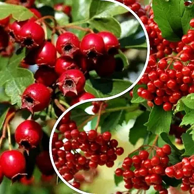 Комплект БУДЬ ЗДОРОВ в Улан-Удэ