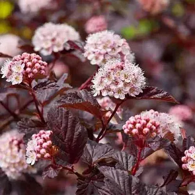 Пузыреплодник АНДРЕ   Пузыреплодник АНДРЕ  в Улан-Удэ