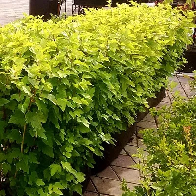 Комплект АНГЕЛ ГОЛД в Улан-Удэ