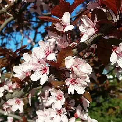 Слива ВУДИ растопыренная  Слива ВУДИ растопыренная в Улан-Удэ