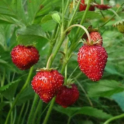 Земляника АЛЬПИЙСКАЯ  Земляника АЛЬПИЙСКАЯ в Улан-Удэ