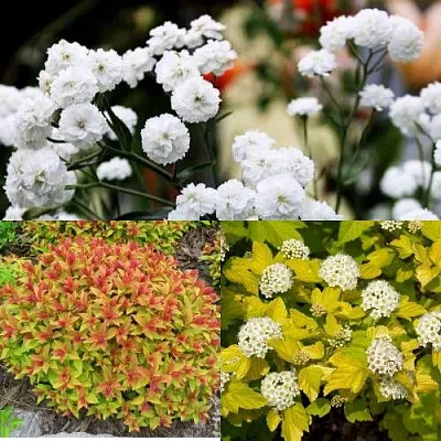 Комплект СОЛНЕЧНЫЙ МИКС в Улан-Удэ