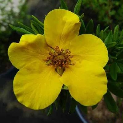 Лапчатка ГОЛДФИНГЕР кустарниковая  Лапчатка ГОЛДФИНГЕР кустарниковая в Улан-Удэ