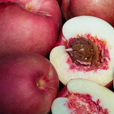 НЕКТАПЛЮМ  НЕКТАПЛЮМ в Улан-Удэ