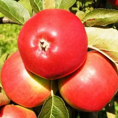 Яблоня СЯБРЫНА  Яблоня СЯБРЫНА в Улан-Удэ