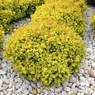 Барбарис БОНАНЗА ГОЛД тунберга  Барбарис БОНАНЗА ГОЛД тунберга в Улан-Удэ