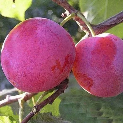 Слива ДЕЛИКАТНАЯ  Слива ДЕЛИКАТНАЯ в Улан-Удэ