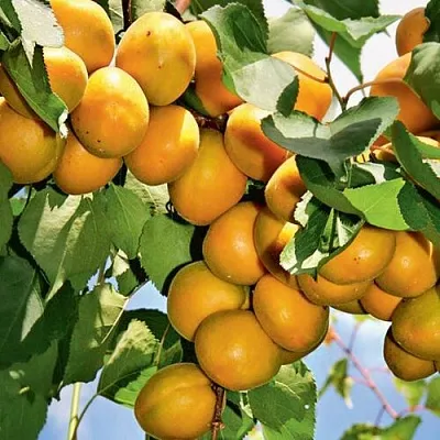 Абрикос БРЯНСКИЙ РАННИЙ  Абрикос БРЯНСКИЙ РАННИЙ в Улан-Удэ