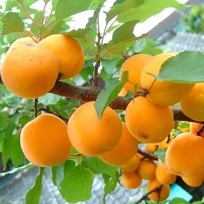 Абрикос ОРИГИНАЛ  Абрикос ОРИГИНАЛ в Улан-Удэ