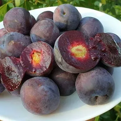 Сливово-вишневый гибрид МЕЙНОР в Улан-Удэ